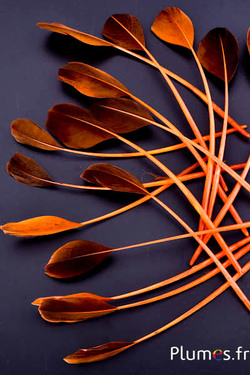 Anatra - 18-20 cm - arancione-caffè